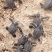 Green turtle (Chelonia mydas) hatchlings emerge from the sand at