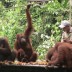sepilok-orangutan-during-feeding-430x268